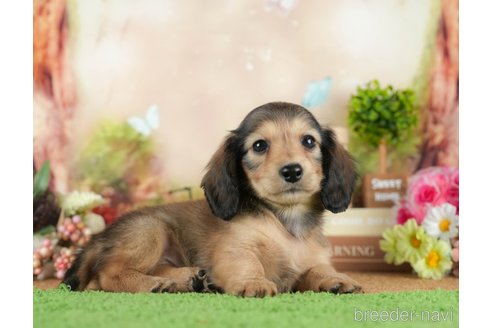 成約済の茨城県のミニチュアダックスフンド(ロングヘアード)-295588の4枚目