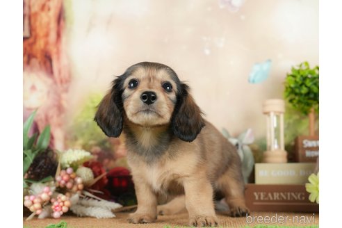 成約済の茨城県のミニチュアダックスフンド(ロングヘアード)-295588の3枚目