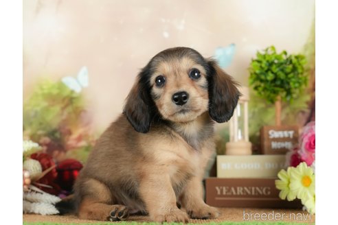 成約済の茨城県のミニチュアダックスフンド(ロングヘアード)-295588の1枚目