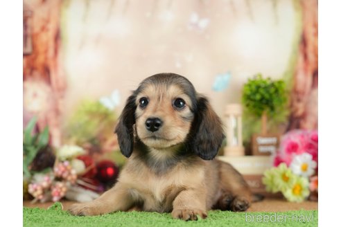 成約済の茨城県のミニチュアダックスフンド(ロングヘアード)-295588の5枚目