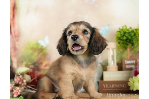 成約済の茨城県のミニチュアダックスフンド(ロングヘアード)-295588の6枚目