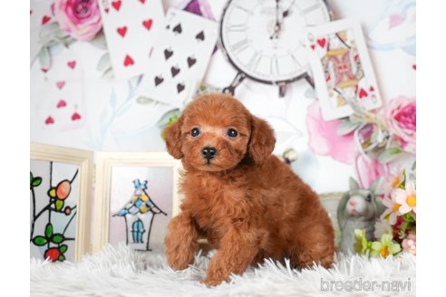 成約済の茨城県のトイプードル-295594の5枚目