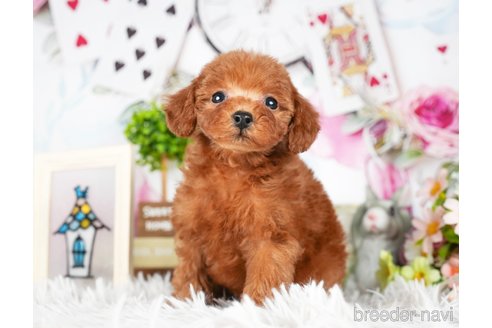 成約済の茨城県のトイプードル-295594