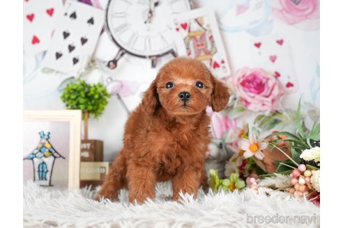 成約済の茨城県のトイプードル-295594の6枚目