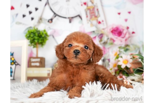 成約済の茨城県のトイプードル-295594の2枚目