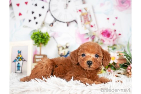 成約済の茨城県のトイプードル-295594の3枚目