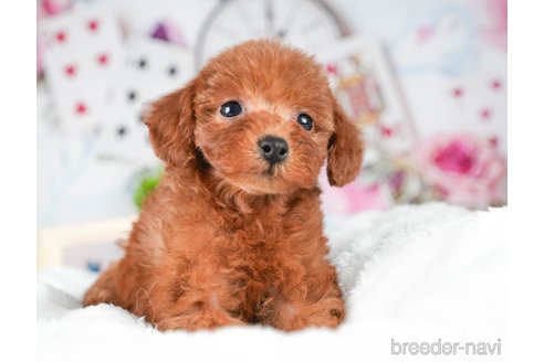 成約済の茨城県のトイプードル-295594の4枚目