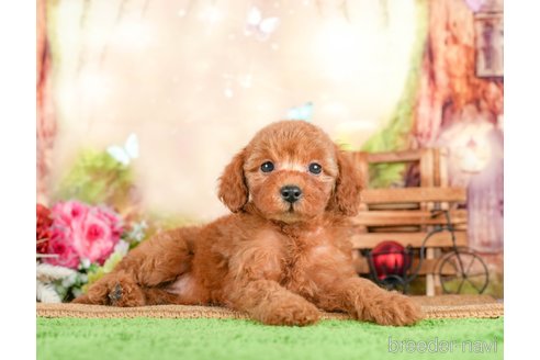 成約済の茨城県のトイプードル-295596