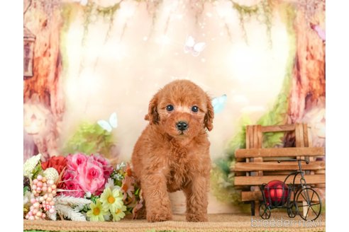 成約済の茨城県のトイプードル-295596の3枚目