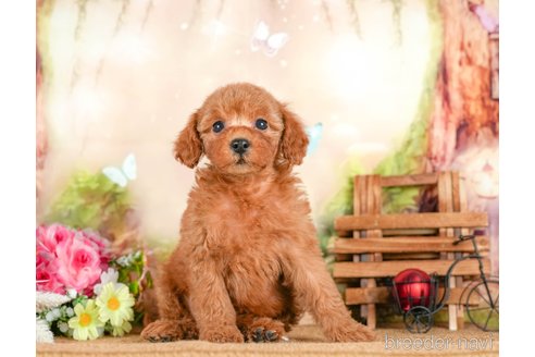 成約済の茨城県のトイプードル-295596の4枚目