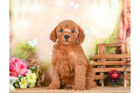 成約済の茨城県のトイプードル-295596の5枚目