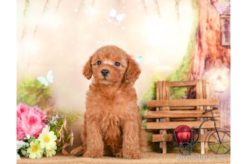 成約済の茨城県のトイプードル-295596の6枚目