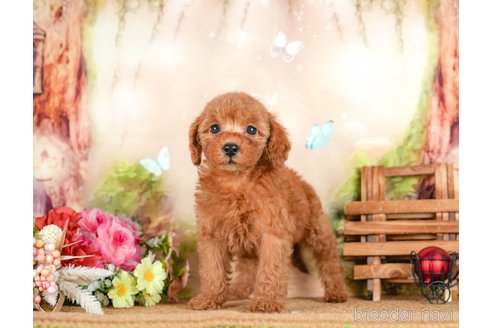 成約済の茨城県のトイプードル-295596の7枚目