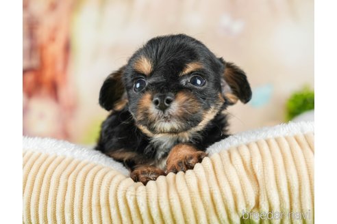 成約済の茨城県のチワプー:チワワ×トイプードル-295597の4枚目