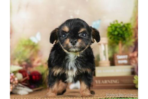 成約済の茨城県のチワプー:チワワ×トイプードル-295597の5枚目