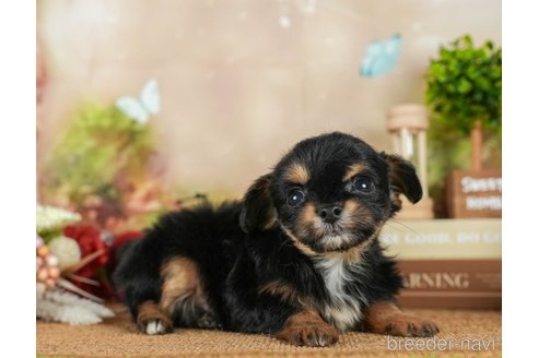 成約済の茨城県のチワプー:チワワ×トイプードル-295597の6枚目