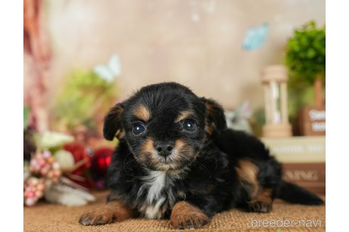 成約済の茨城県のチワプー:チワワ×トイプードル-295597の2枚目