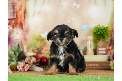 成約済の茨城県のチワプー:チワワ×トイプードル-295597の3枚目