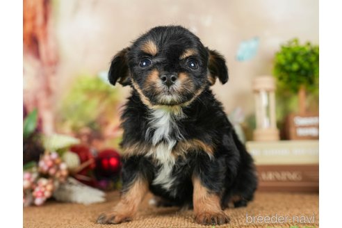 成約済の茨城県のチワプー:チワワ×トイプードル-295597