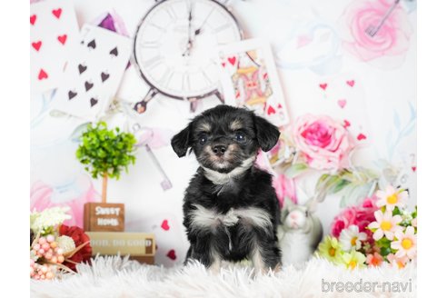 成約済の茨城県のチワプー:チワワ×トイプードル-295598の4枚目