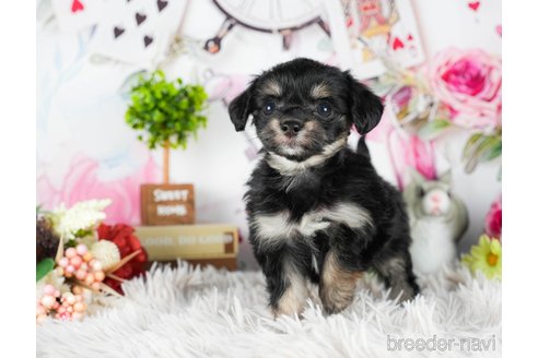 成約済の茨城県のチワプー:チワワ×トイプードル-295598の5枚目