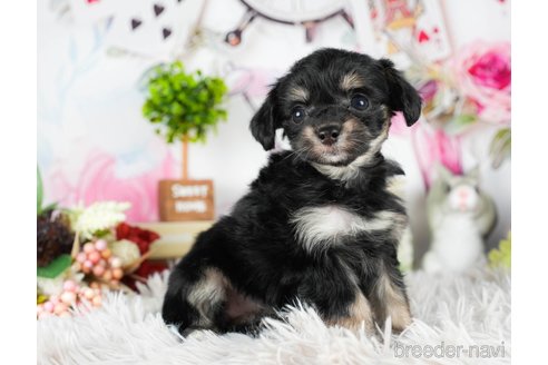 成約済の茨城県のチワプー:チワワ×トイプードル-295598の2枚目