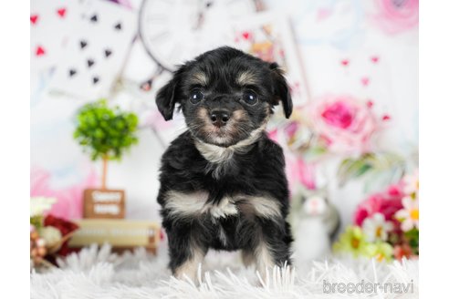 成約済の茨城県のチワプー:チワワ×トイプードル-295598の3枚目