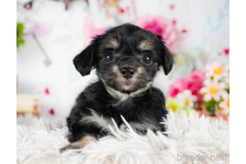 成約済の茨城県のチワプー:チワワ×トイプードル-295598の1枚目