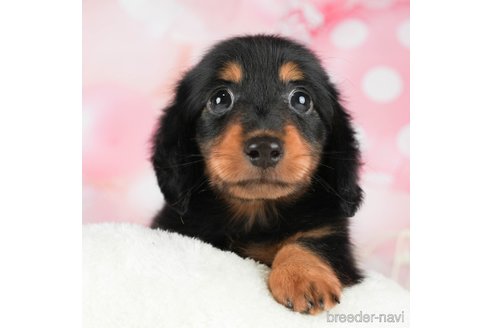 成約済の千葉県のミニチュアダックスフンド(ロングヘアード)-295611の8枚目