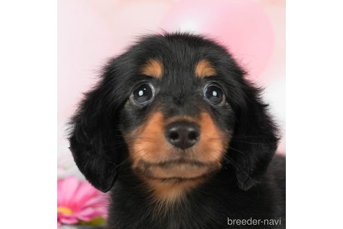 成約済の千葉県のミニチュアダックスフンド(ロングヘアード)-295611の1枚目