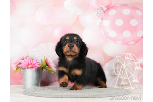 成約済の千葉県のミニチュアダックスフンド(ロングヘアード)-295611の7枚目