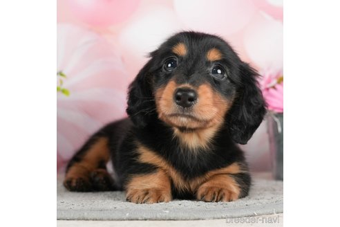 成約済の千葉県のミニチュアダックスフンド(ロングヘアード)-295613の1枚目