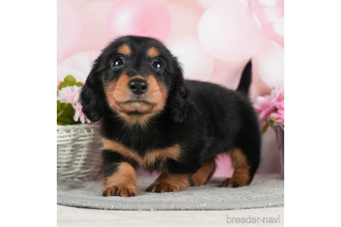 成約済の千葉県のミニチュアダックスフンド(ロングヘアード)-295613の2枚目