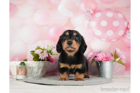 成約済の千葉県のミニチュアダックスフンド(ロングヘアード)-295613の4枚目