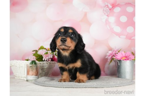 成約済の千葉県のミニチュアダックスフンド(ロングヘアード)-295613の3枚目