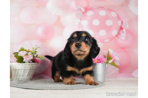 成約済の千葉県のミニチュアダックスフンド(ロングヘアード)-295613の5枚目