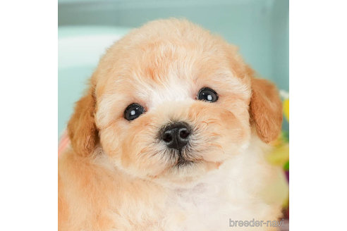 成約済の千葉県のタイニープードル-295614の1枚目