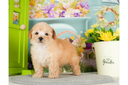 成約済の千葉県のタイニープードル-295614の2枚目