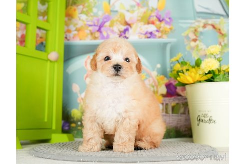 成約済の千葉県のタイニープードル-295614の4枚目