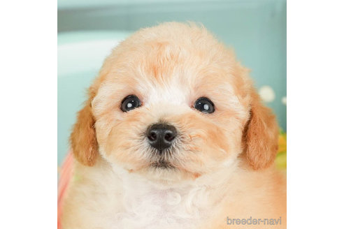 成約済の千葉県のタイニープードル-295614の3枚目