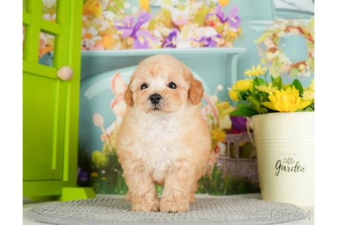 成約済の千葉県のタイニープードル-295614の5枚目