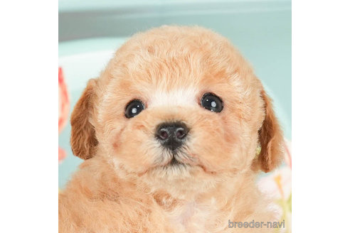 成約済の千葉県のトイプードル-295615の1枚目