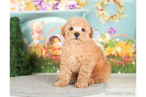 成約済の千葉県のトイプードル-295615の9枚目