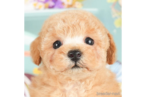 成約済の千葉県のトイプードル-295615の8枚目