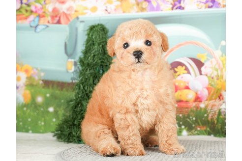 成約済の千葉県のトイプードル-295615の6枚目