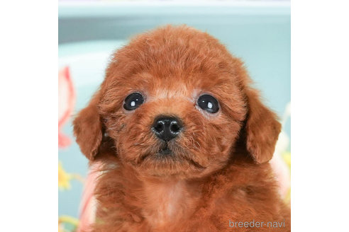 成約済の千葉県のトイプードル-295617の4枚目