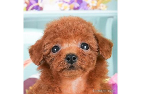 成約済の千葉県のトイプードル-295617の1枚目