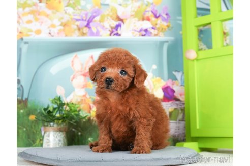 成約済の千葉県のトイプードル-295617の3枚目