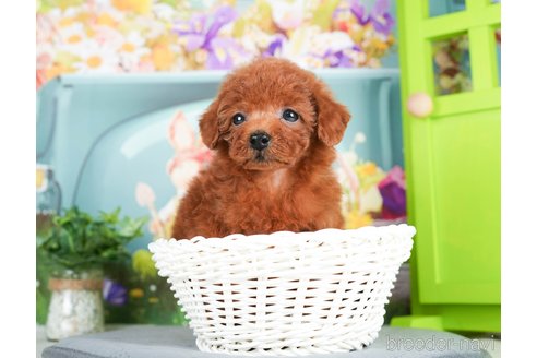 成約済の千葉県のトイプードル-295617の5枚目