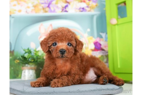 成約済の千葉県のトイプードル-295617の2枚目